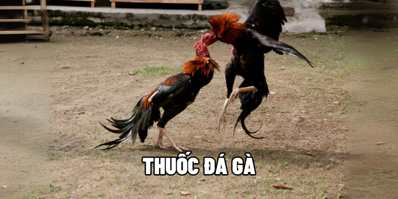 Thuốc Đá Gà - Bí Kíp Tăng Lực Chiến Kê Xung Trận Bất Bại Tại BJ88 10 thuốc đá gà